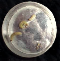 hulda clark zapper  parasites